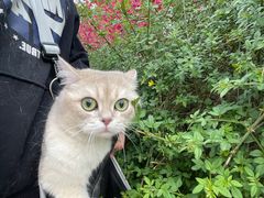 -PETKIT 小佩宠物·德文赛凯猫舍