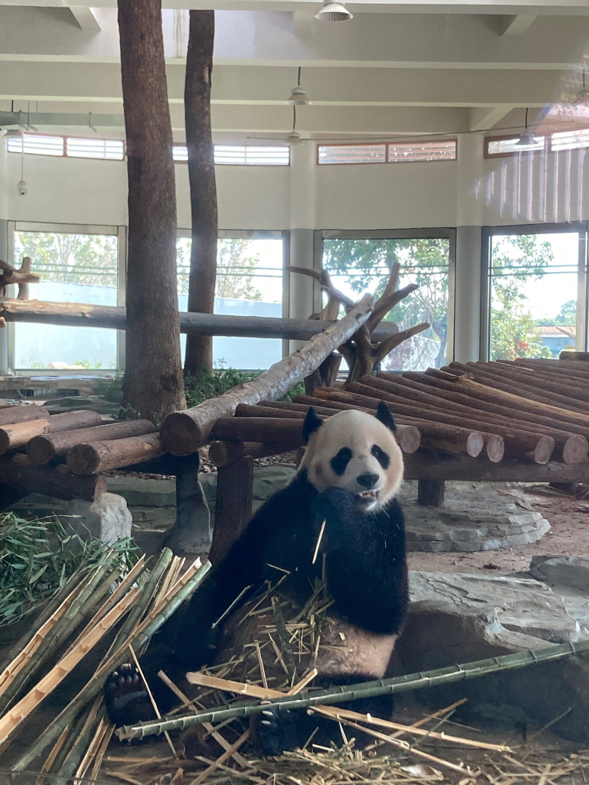 岳阳中华大熊猫苑