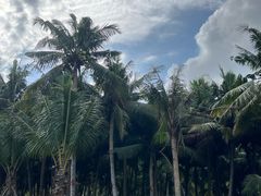 -东郊椰林