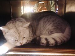 -more than meow吴止猫主题餐厅(承德 中船汇店)