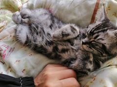 -喵zoo家庭繁育猫舍(尖东智能花园店)