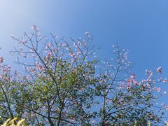 -厦门园林博览苑