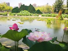 -莲花池公园