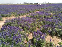 -赛汗塔拉风情园