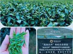 -龙坞茶村
