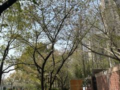 -新江湾城公园