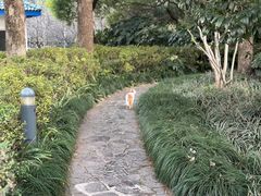 -新虹桥中心花园