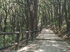 -苏州上方山国家森林公园