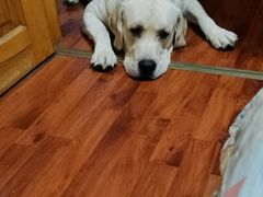 -PAWTOY爪e玩偶店(天兴罗斯福店)