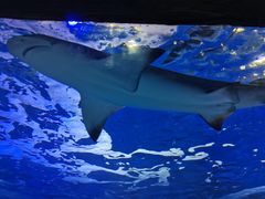 -太平洋海底世界餐厅