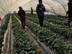 -小鱼草莓采摘园农家乐·小鱼餐厅