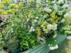 -深圳仙湖植物园