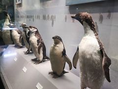 -天津自然博物馆