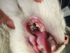 -萌兽医馆·犬猫专科·眼科中心·宠物医院(朝阳门分院)