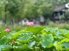 -莫愁湖公园