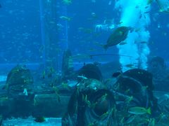 -海棠湾洲际-涛·海底餐厅·美人鱼·自助餐·海底隧道