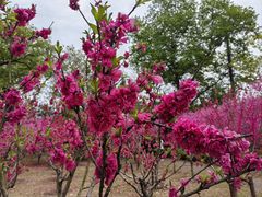 -上海市龙华烈士陵园