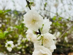 -南国桃园旅游度假区