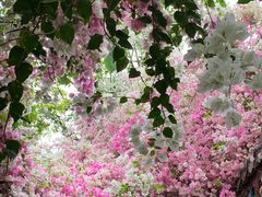 -深圳国际园林花卉博览园