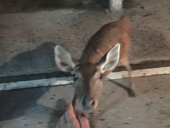 -清迈夜间动物园