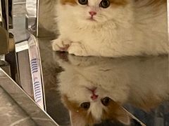 -momokira米努特·德文卷毛猫·棉花面纱犬