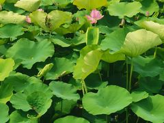 -梁鸿国家湿地公园