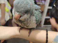 -吉丁鸟咖·异宠·寄养