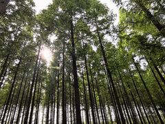 -黄海国家森林公园