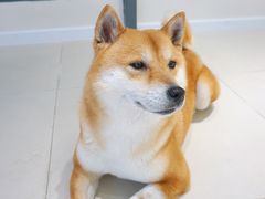 -怪兽屋·羊驼·猫咖·狗咖(俊华广场店)