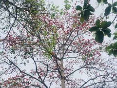 -羚羊峡古栈道森林公园
