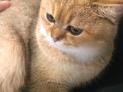 -飞行喵MR PILOT|猫舍·猫咖(静安大融城店)
