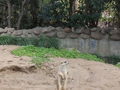 -上海野生动物园