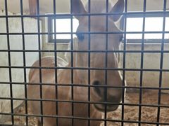 -北京群众马术培训基地