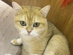 -有猫主题·治愈系猫咖(曾厝垵店)