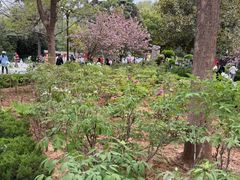 -洛阳市牡丹公园