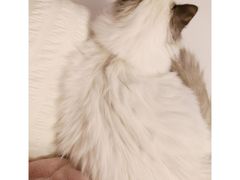 -东方名猫馆·英短金渐层布偶猫舍(环线广场1号楼店)