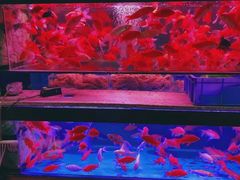 -桂林市花鸟市场