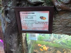 -上海大自然野生昆虫馆(东方明珠·爬宠昆虫探索中心)