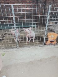 -上美四季动物农场