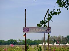 -圣露庄园·露营·烤肉·亲子