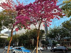 -皇庭广场(福华三路店)