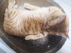 -喜多萌中农锦绣动物医院24H·猫科·牙科MRI·CT