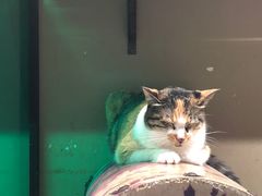 -猫咪博物馆(顶澳仔猫街店)