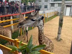 -西霞口神雕山野生动物世界