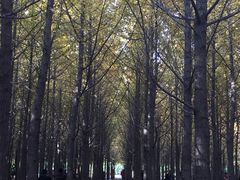 银杏林-汉景帝阳陵博物院
