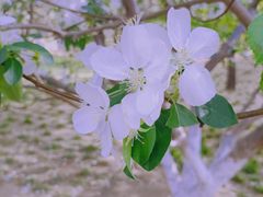 -海棠花溪(元大都城垣遗址公园)