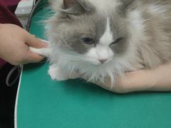 -瑞派申生动物医院·24H夜诊·国际动物医疗中心·骨外科(吴中路店)