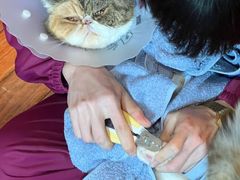 -北京观赏动物医院·24小时大型综合·猫专科·异宠专科