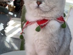 -喵屿·大理花园猫咖