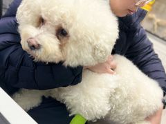-申普宠物医院·心脏介入·心血管微创(总院)